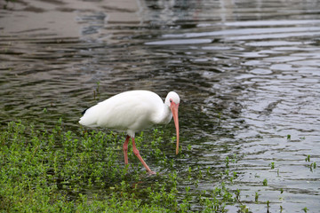 white heron red beak of the lake 4