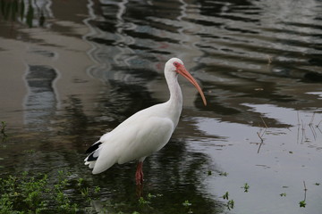 Wall Mural - White Heron 3