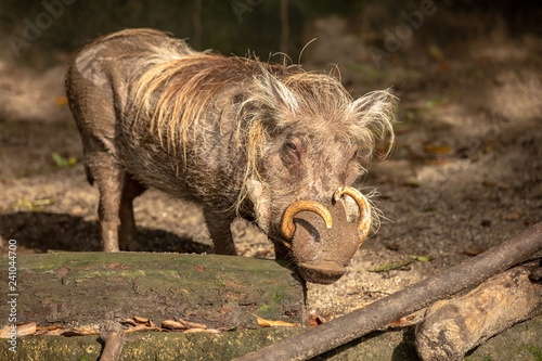 Fotografía Warthog flirting with camera at the Singapore Zoo
