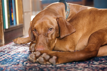 Wall Mural - Vizsla Dog Lying on a carpet on the floor.