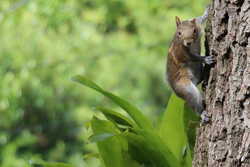 squirrel on tree