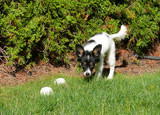 Fototapeta Zwierzęta - Young papillon puppy in a garden hunting balls