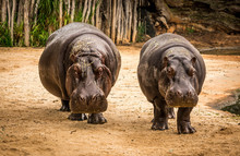 Hippopotamus, Or Hippo In Werribee Zoo