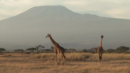 he tallest animal in the world standing next to the tallest mountain in the world.mov