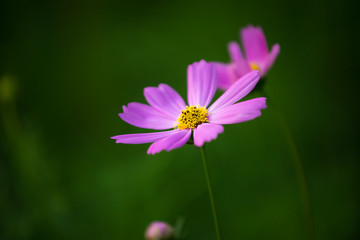 Wall Mural - pink cosmos flower
