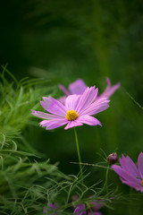 Wall Mural - pink cosmos flower