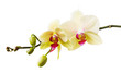 Branch of the blossoming orchid of yellow color isolated on a white background close-up. Frontal view of flowers