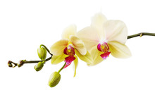 Branch Of The Blossoming Orchid Of Yellow Color Isolated On A White Background Close-up. Frontal View Of Flowers
