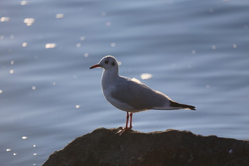 fotografias de aves varias 