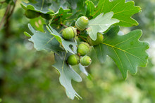 Closeup Of Green Acorns On Green Leaves