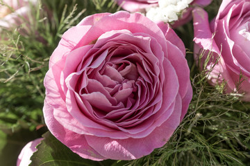 Wall Mural - Closeup of a beautiful pink rose in the garden