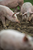 Fototapeta Zwierzęta - Pigs eating on a meadow in an organic meat farm
