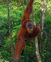 Sumatran orangutan (pongo abelii) hanging in the trees, Gunung Leuser National Park, Sumatra, Indonesia