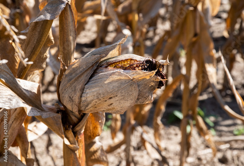 Zdjęcie XXL Dojrzała kukurydza w polu. Pole słoneczników kukurydzy. Żniwa jesienią.