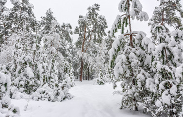 walk in the snowy woods. snowfall. drifts. beauty.