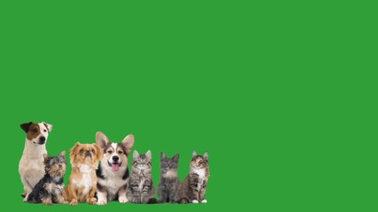 Wall Mural - set of puppies and kittens on a green screen