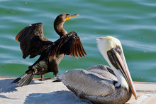 North American Adult Brown Pelican With White Neck, Pale Yellow Head, And Long Orange Bill With Yellow Beak Next To Cormorant Drying Wings With Spread Feathers, Bright Orange Hooked Beak And Blue Eye.