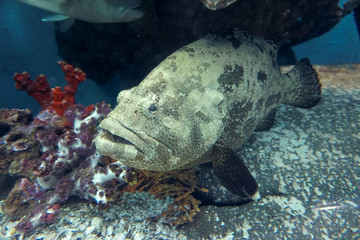 Wall Mural - Grouper fish swimming with coral reef