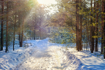 Wall Mural - sun light in the winter forest with white fresh snow and pine trees