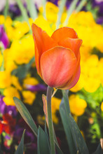 Single Orange Tulip Among Yellow Flowers