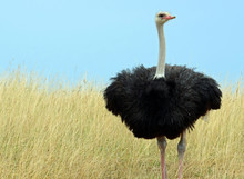 Common Ostrich (Struthio Camelus) With Pink Bill, Long Lashes Over Black Eye, Slender White Neck And Fluffy Black Feathered Body Standing On Thick Legs In Field Of Tall Yellow Grass Under Clear Sky.