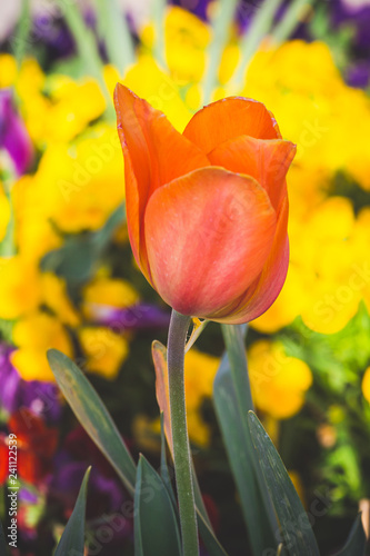 Photo single orange tulip among yellow flowers