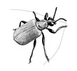 beetle on a leaf ink hand drawn vintage illustration