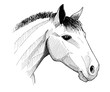 horse head, ink vintage hand drawn illustration