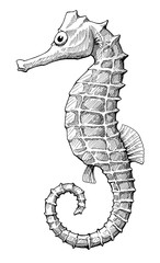 seahorse, black and white vintage ink hand drawn illustration