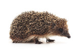 Fototapeta Zwierzęta - One hedgehog isolated.