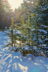Wall Mural - sunlight on the road in winter forest with white fresh snow and pine trees.