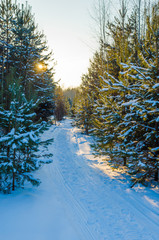 Wall Mural - sunlight on the road in winter forest with white fresh snow and pine trees.