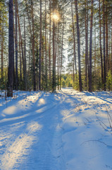 Wall Mural - sunlight on the road in winter forest with white fresh snow and pine trees.