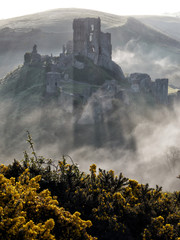 Canvas Print - Corfe Castle, Dorset, in the early morning mist with yellow gorse