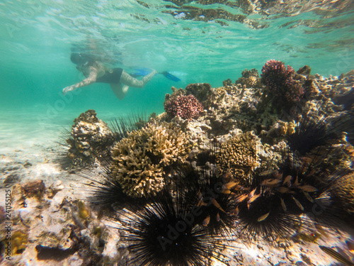 Zdjęcie XXL Morze Czerwone, podwodny świat