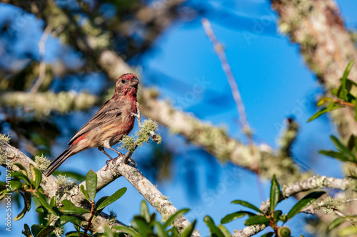 Fotografía An inquisitive reddish House Finch is captured perched in a live oak tree agains