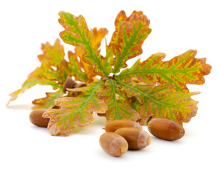 Wall Mural - Autumn leaves and acorns.