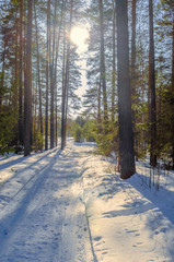 Wall Mural - sunlight on the road in winter forest with white fresh snow and pine trees.