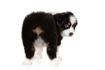 funny aussie puppy with no tail looking back