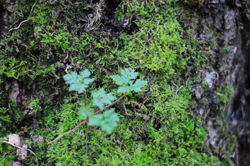 Moss on Tree