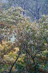Wall Mural - fall snow on leaves