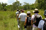 Fototapeta Sawanna - People walking in a line through the forest on safari