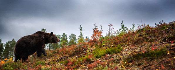 Wall Mural - brown bear in the autumn forest. scientific name: ursus arctos. natural habitat.