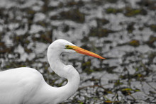 A Close-up Of Majestic Great White Egret Against Shimmering Waters In A Wetland Setting