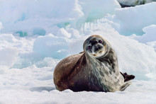 ANTARCTICA, Weddell Seal