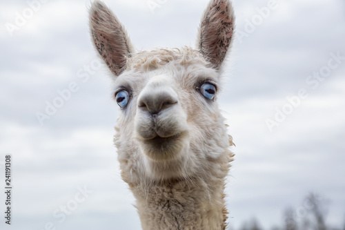 Fotografie, Obraz Albino Alpaca in a farm during a cloudy day.
