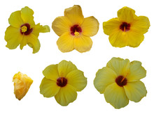 Set Of Yellow Hibiscus Flowers Isolated On White Background
