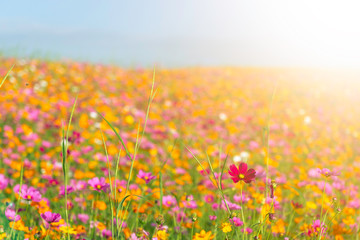 Wall Mural - Orange, White and Purple cosmos flowers in the garden with sunset background in pastel retro vintage style.