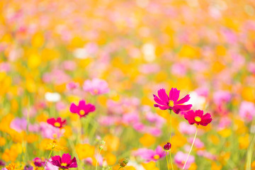 Wall Mural - Orange, White and Purple cosmos flowers in the garden with sunset background in pastel retro vintage style.