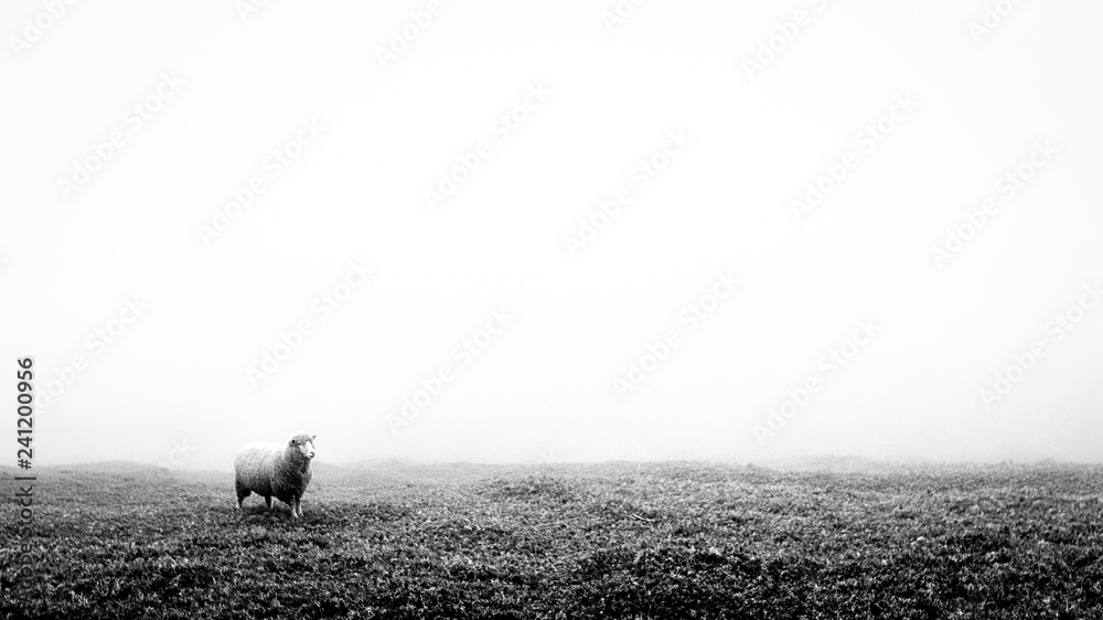 Black and white minimalist image of a lonely lost sheep in fog. Suitable to add text. - obrazy, fototapety, plakaty 